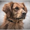 SportDOG 100S Yard Trainer with Remote Collar
