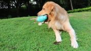 Dog Leak-Proof Chew Toy – Round Bottle Shape for Aggressive Chewers