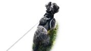 Mini GPS GSM Tracking Dog Collar Device Rechargeable Wireless Security System Size S