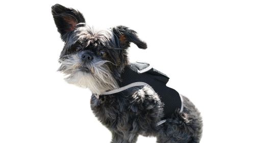 Pocket Waterproof Collar Mount GSM GPS Puppy Real Time Tracking Device Size XXL