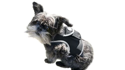 Affordable Mini GSM GPS Pet Locator – Waterproof (XXL)