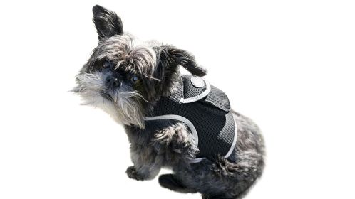 Global Real Time GPS GSM Puppy Tracking System Waterproof Pet Locator Device Size L