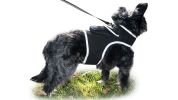 USB Rechargeable GPS Pet Tracker Mini GSM Location Device for Dogs Size Large
