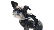 Portable Mini GSM GPS Puppy Tracker – Collar Mounted, Waterproof (XL)