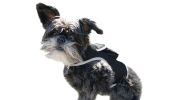 Portable GPS Pet Tracking Collar for Hunting Dogs – Size M