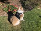 Power-Saving Mini GPS Dog Locator Collar (Waterproof, S)