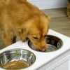 White Elevated Dog Feeding Station with Storage Drawer and 11L Capacity