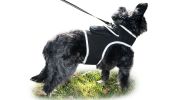 GSM GPS Rechargeable Dog Tracking Device Real Time Location Finder Size S