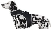 Live SMS Tracking Waterproof Collar Clip Animal GPS Tracking Device Size S