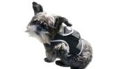 Mini GPS Dog Collar Android App Compatible Waterproof Tracking Device Size S