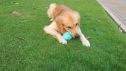Dog Leak-Proof Chew Toy – Round Bottle Shape for Aggressive Chewers