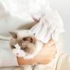 Pet Wash Free Gloves Remove Odor Cleaning And Dry Cleaning Pet Supplies