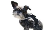 Live SMS Tracking Waterproof Collar Clip Animal GPS Tracking Device Size S