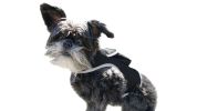 Affordable Mini GPS GSM Puppy Tracker – Waterproof XS