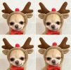 Christmas Plush Pet Hoodie Jacket – Warm Winter Coat for Puppies & Small Dogs