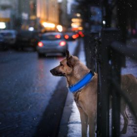 LED Adjustable Dog Safety Flashing Luminous Light up Collar (Color: Color, size: M)