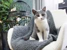 Premium Fluffy Fleece Dog Blanket; Soft and Warm Pet sleeping mat