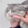 Pet Cats Dog Cleaning Comb Chin Teeth Cleaning Brush