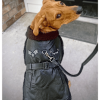 Top Dog Flight Harness Coat